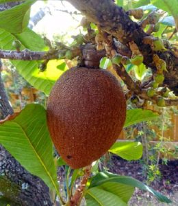 De vrucht van de mamey sapota - foto Daniel Di Palma - natuurlijke kleurstoffen voor wol - Handwerkwereld